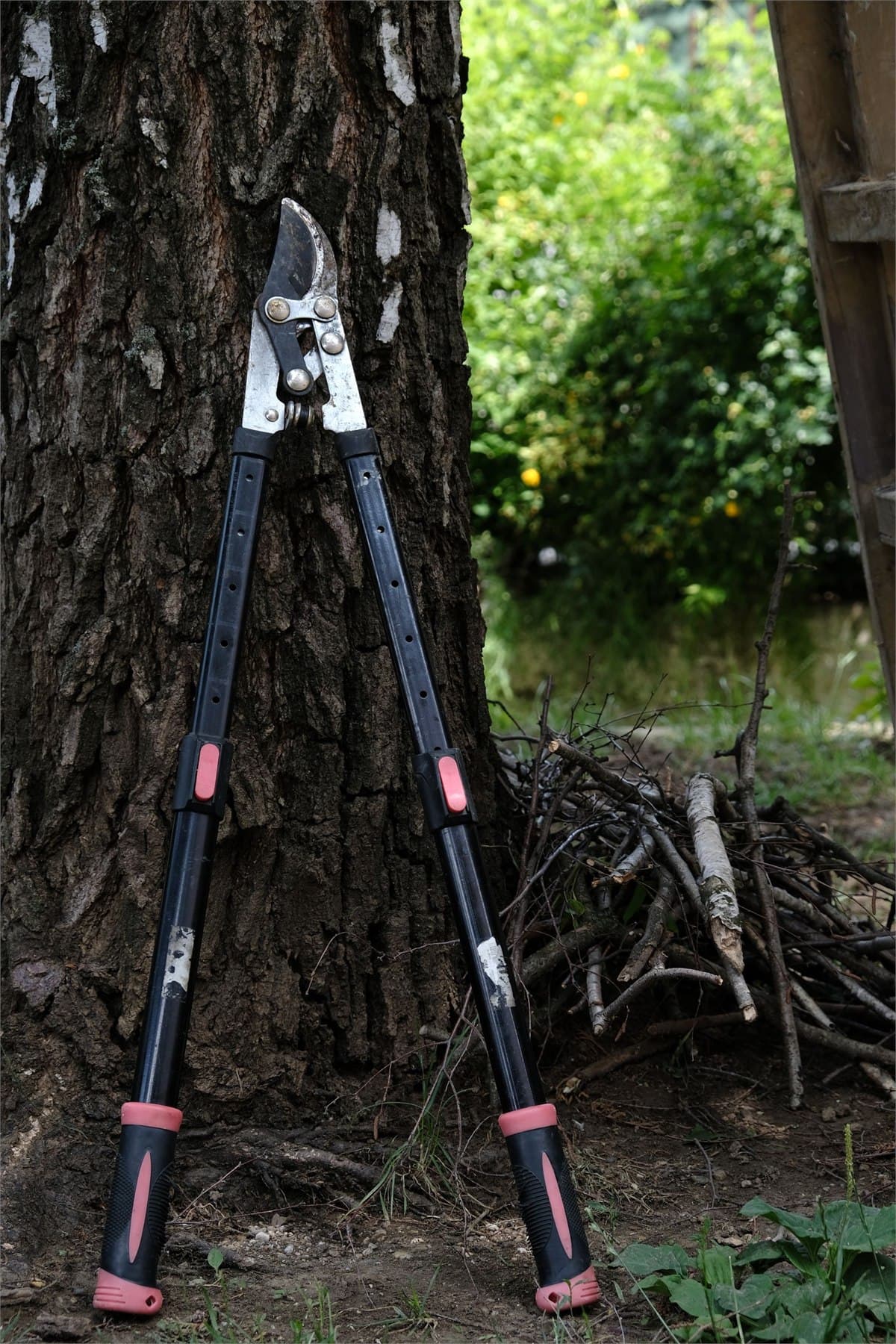 Astschere an einem Baum neben geschnittenen Ästen