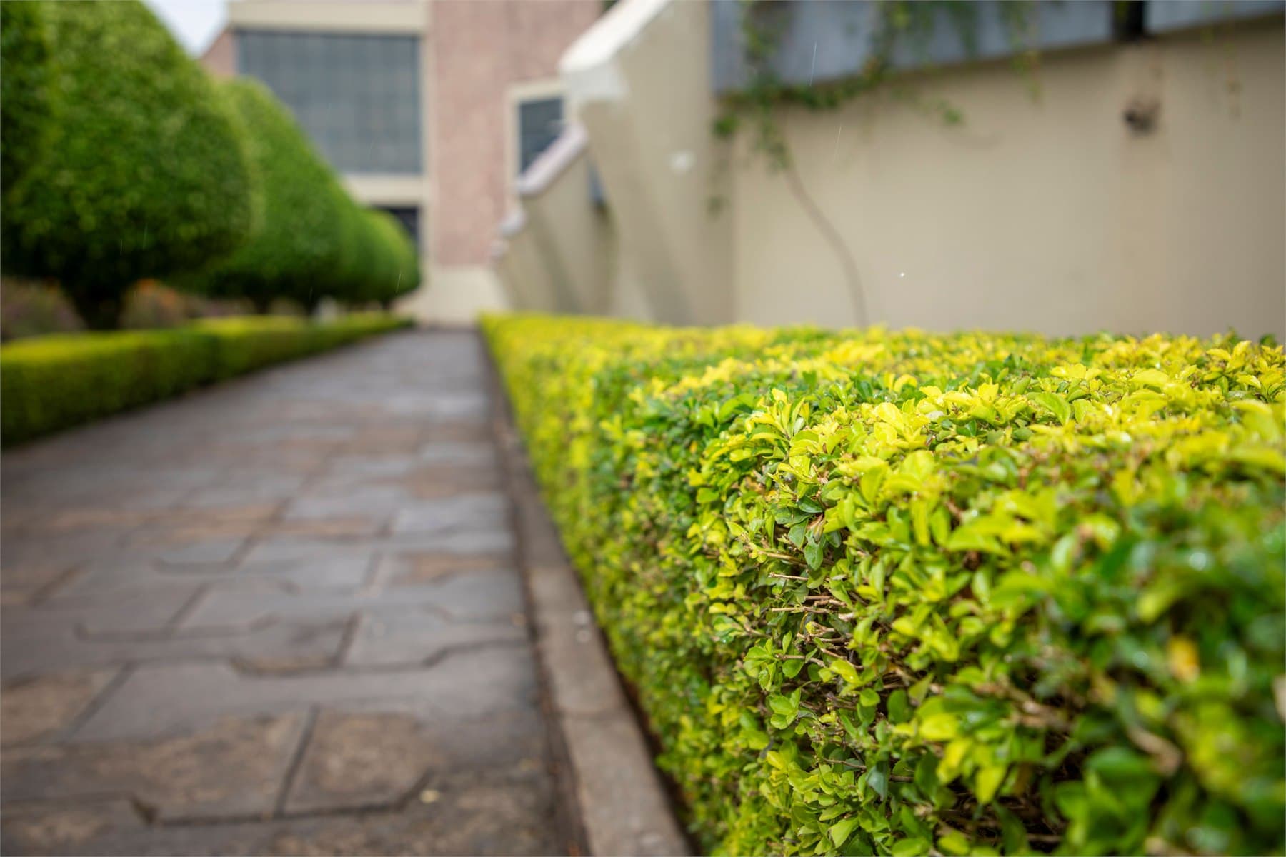Nahaufnahme einer gepflegten geschnittenen Hecke